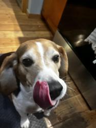 Lost Male Dog last seen Town ship road 252, Calgary, AB 