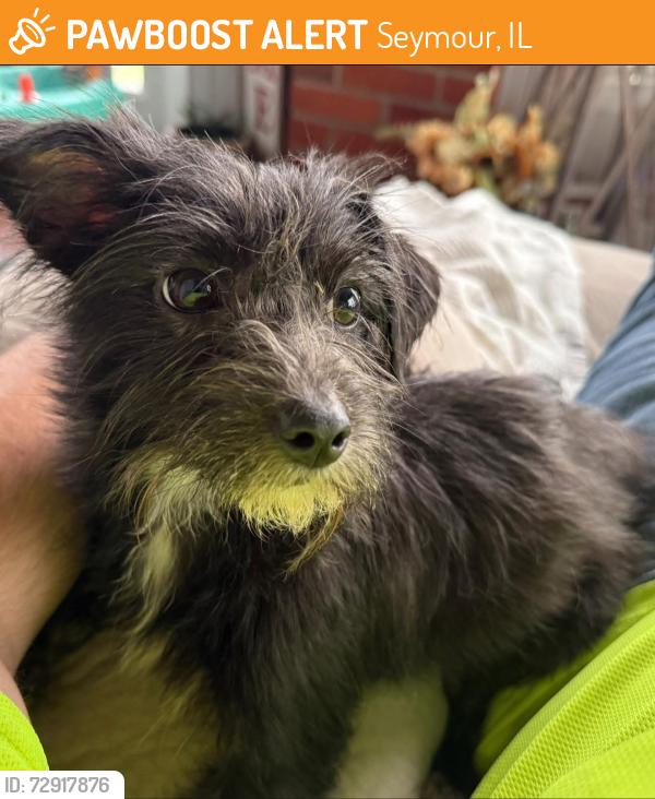 Found/Stray Female Dog last seen Route 10 and 47, Seymour, IL 61875