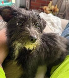 Found/Stray Female Dog last seen Route 10 and 47, Seymour, IL 61875