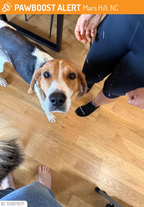 Found/Stray Female Dog last seen Sam’s Gap Trailhead, Mars Hill, NC 28754
