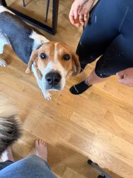Found/Stray Female Dog last seen Sam’s Gap Trailhead, Mars Hill, NC 28754
