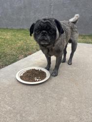 Reunited Male Dog last seen Firmona Ave. and 149th, Lawndale, CA 90260