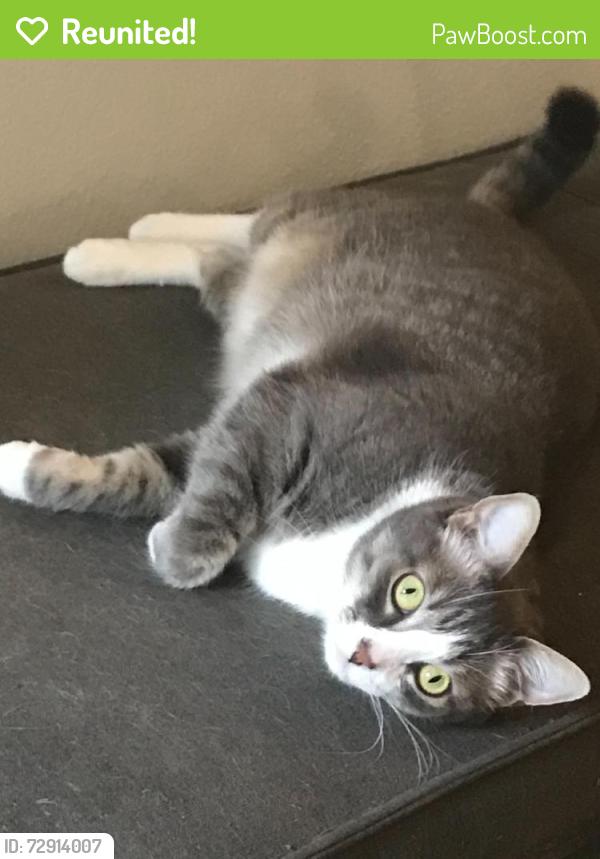 Reunited Female Cat last seen 26th Ave SW & Gennessee; Delridge Playfield; West Seattle Golf Course, Seattle, WA 98106