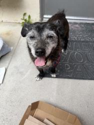 Reunited Male Dog last seen Near N Sunset Ave, West Covina, CA 91790, USA, West Covina, CA 91790