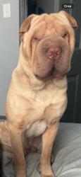 Reunited Male Dog last seen 25th and Harrison , Gary, IN 46407
