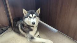 Reunited Female Dog last seen Smith Gardens , Aurora, OR 97002