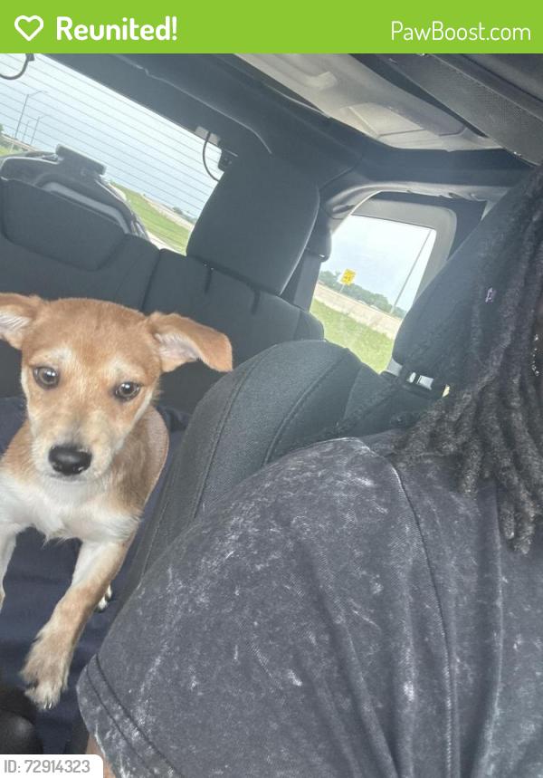 Reunited Male Dog last seen Marigold , Melissa, TX 75454