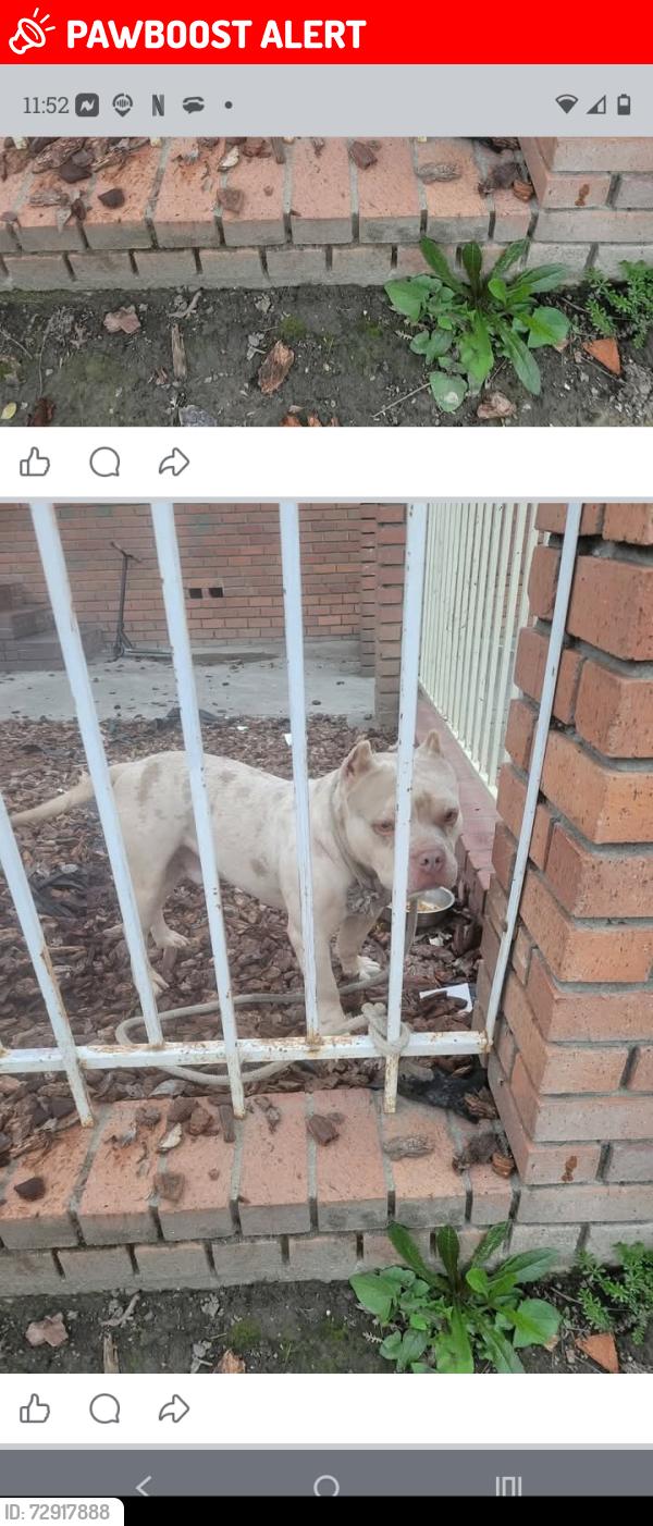 Lost Male Dog last seen Bryte way market or chichoche tires, West Sacramento, CA 95605