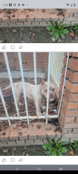 Lost Male Dog last seen Bryte way market or chichoche tires, West Sacramento, CA 95605