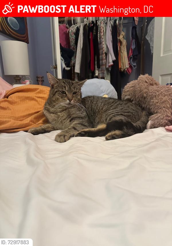 Lost Male Cat last seen Upton St and Reno Rd, Washington, DC 20008
