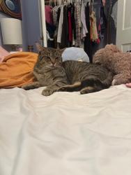 Lost Male Cat last seen Upton St and Reno Rd, Washington, DC 20008