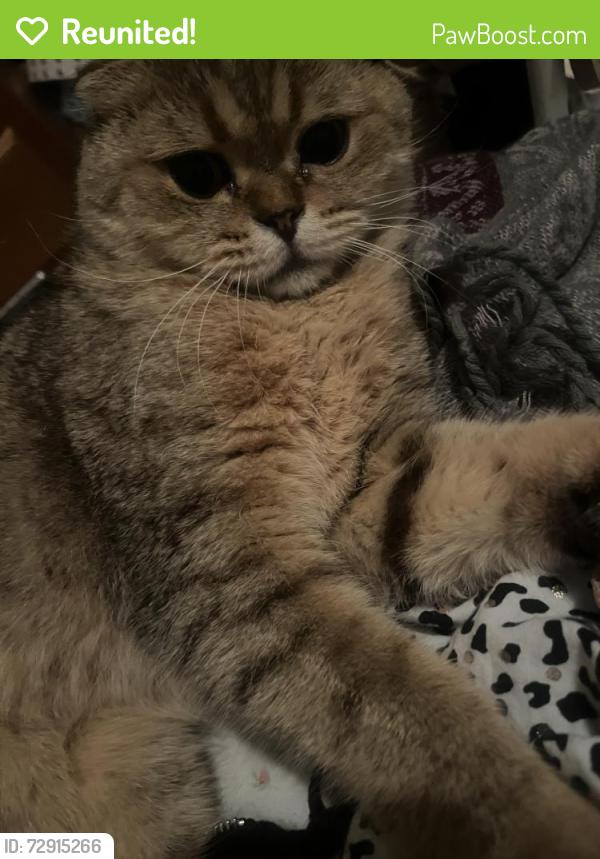 Reunited Male Cat last seen Near SE 278TH PL, Kent, WA 98030