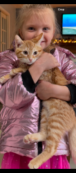 Reunited Male Cat last seen Spruce St , Sunbury, PA 17801