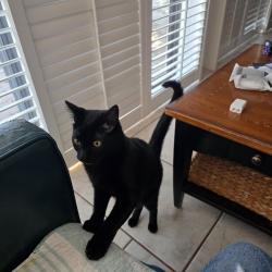 Reunited Male Cat last seen Fenway Hotel, Dunedin, FL 34698