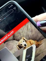 Lost Female Dog last seen E Brewster, Center Township, PA 16001