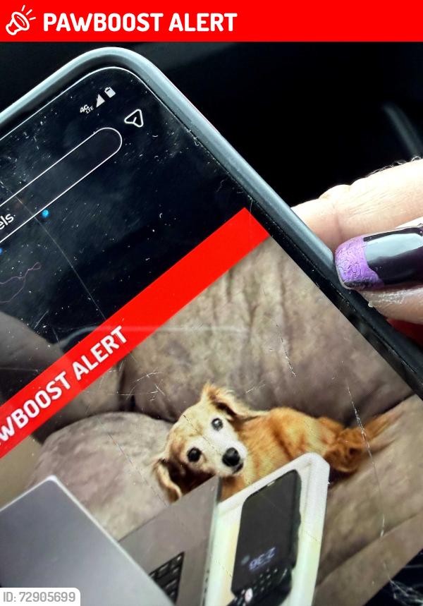 Lost Female Dog last seen E Brewster, Center Township, PA 16001