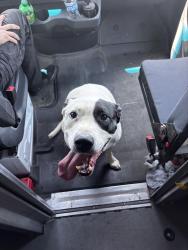 Reunited Male Dog last seen S 33rd Pl Mesa AZ 85204 United States, Mesa, AZ 85204