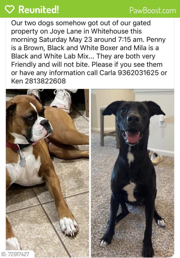 Reunited Female Dog last seen County Road 2192, Whitehouse, TX 75791