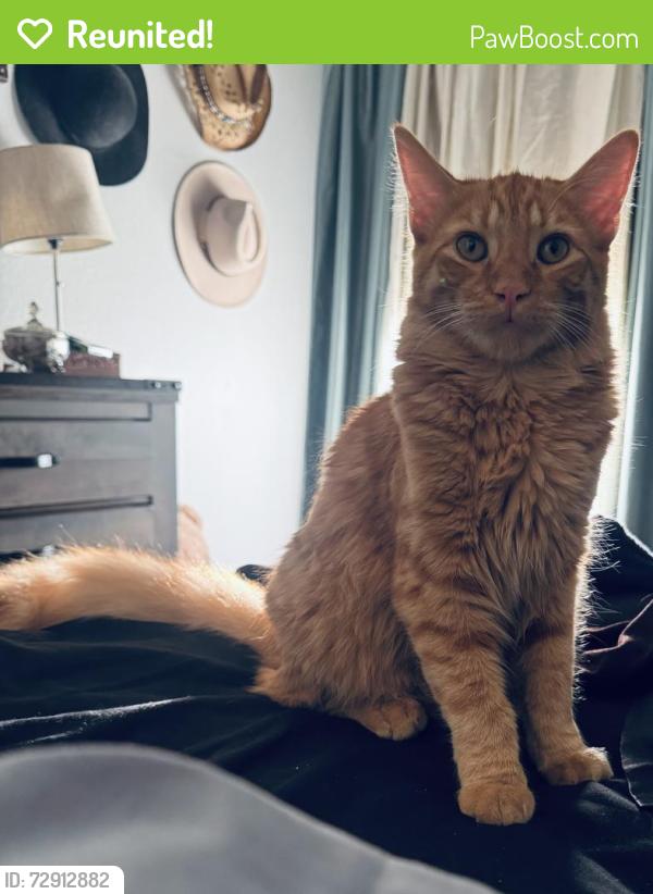 Reunited Male Cat last seen 51st Ave. And Peoria., Glendale, AZ 85304