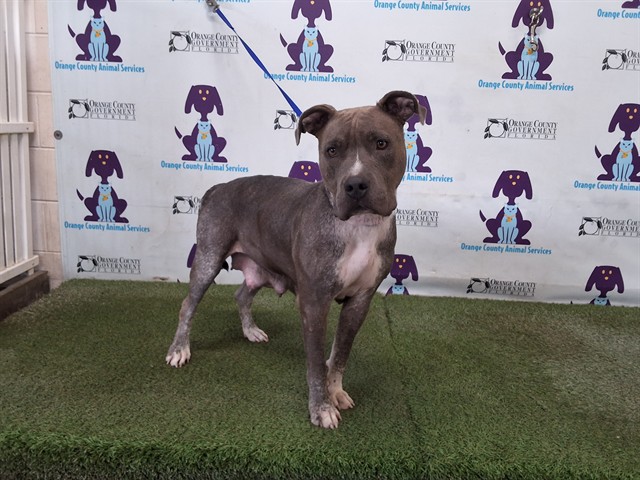 Shelter Stray Female Dog last seen , 2769 Conroy Rd, Orlando, FL 32839, USA
