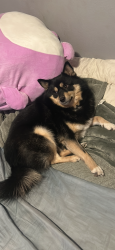 Reunited Male Dog last seen 25th and Harrison, Gary, IN 46407