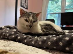 Shelter Stray Female Cat last seen LAWRENCE, Indianapolis, IN 46221