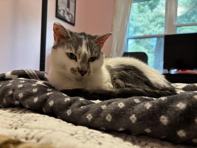 Shelter Stray Female Cat last seen LAWRENCE, Indianapolis, IN 46221