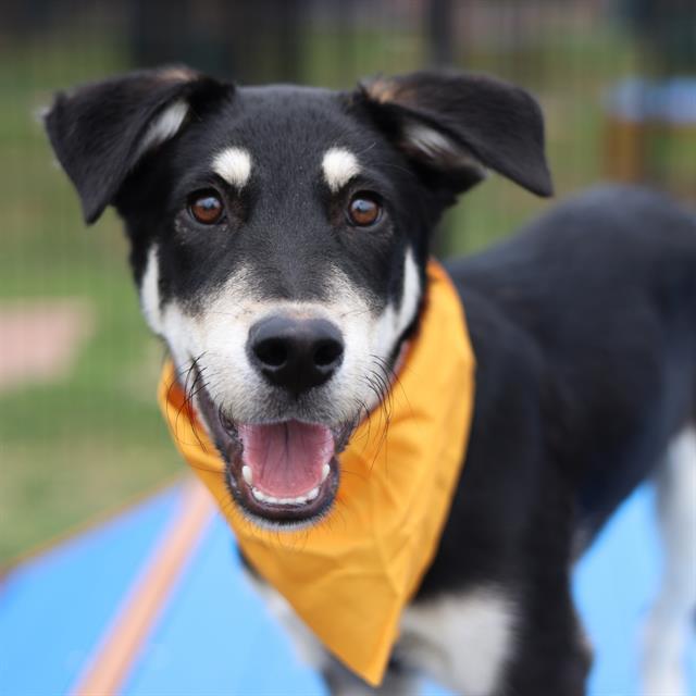 Shelter Stray Male Dog last seen Near BLOCK MARCH, San Antonio, TX 78227