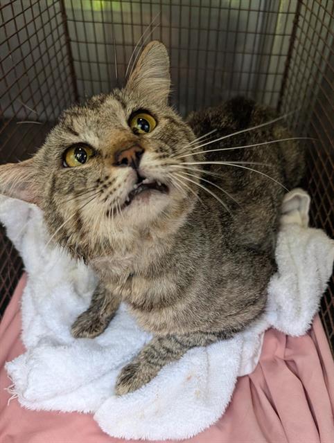 Shelter Stray Male Cat last seen Near BLOCK OAK ISLAND, San Antonio, TX 78227