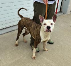 Shelter Stray Male Dog last seen Near BLOCK JACQUELINE WAY, Watterson Park, KY 40218
