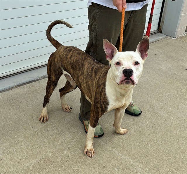 Shelter Stray Male Dog last seen Near BLOCK JACQUELINE WAY, Watterson Park, KY 40218