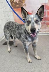 Shelter Stray Male Dog last seen W 27TH ST & N CALIFORNIA ST, SAN BERNARDINO, CA, 92407, San Bernardino, CA 92401