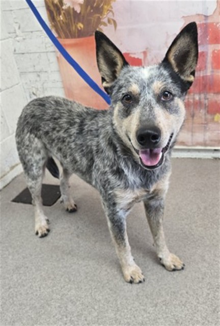 Shelter Stray Male Dog last seen W 27TH ST & N CALIFORNIA ST, SAN BERNARDINO, CA, 92407, San Bernardino, CA 92401