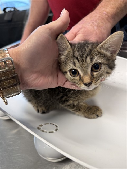 Shelter Stray Female Cat last seen BURLINGTON AC, Green Level, NC 27217