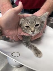 Shelter Stray Male Cat last seen BURLINGTON AC, Green Level, NC 27217