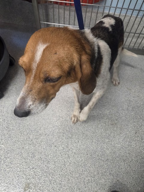 Shelter Stray Female Dog last seen Near BLOCK BLOUNTSTOWN HWY, Tallahassee, FL 32311