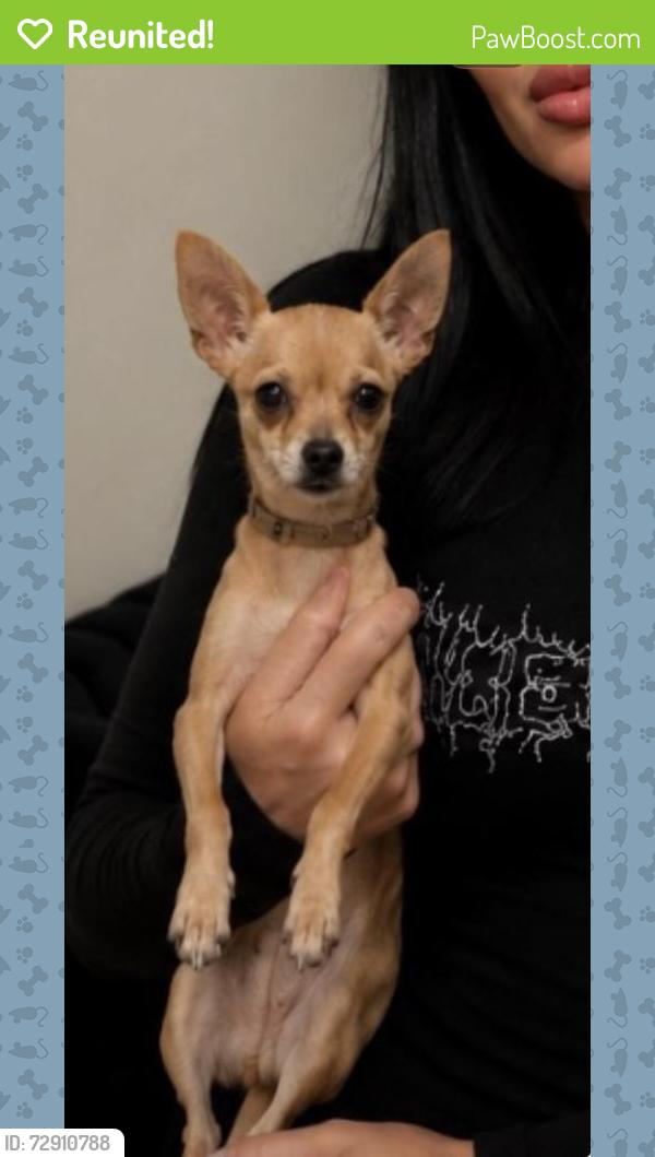Reunited Male Dog last seen Westwood Village, Los Angeles, CA 90024, USA, Los Angeles, CA 90024