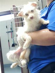 Shelter Stray Female Dog last seen Near BLOCK VIKING CT, FORT LIBERTY NC 28307, Fayetteville, NC 28306