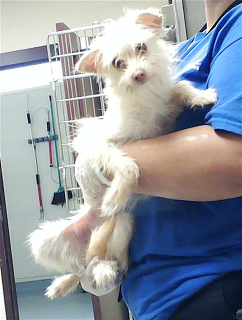 Shelter Stray Female Dog last seen Near BLOCK VIKING CT, FORT LIBERTY NC 28307, Fayetteville, NC 28306
