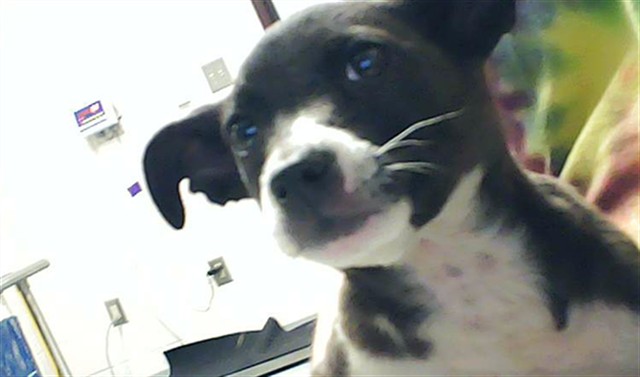 Shelter Stray Female Dog last seen I-95 NEAR EXIT 44, Fayetteville, NC 28306