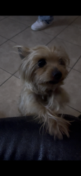 Reunited Male Dog last seen La Palma Ave & Fairview Street, Anaheim, CA 92801