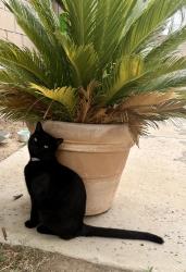 Lost Male Cat last seen Chino Hills Pky, Chino Hills, CA 91709