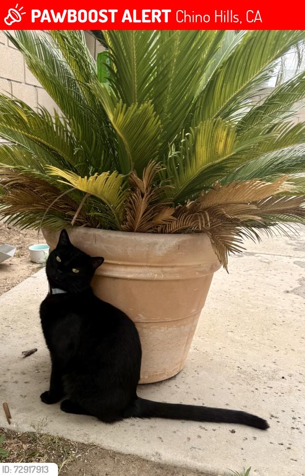 Lost Male Cat last seen Chino Hills Pky, Chino Hills, CA 91709