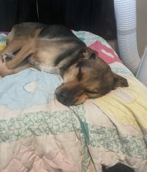 Reunited Male Dog last seen Near E State Highway 21 Paige, TX  78659 United States, Paige, TX 78659