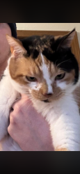 Reunited Female Cat last seen Richmond park, Grand Rapids, MI 49504