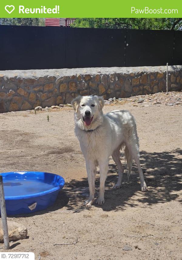 Reunited Male Dog last seen Crystal Ct and Las Colinas Dr, Las Cruces, NM 88012