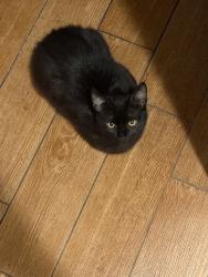 Reunited Male Cat last seen Near Saticoy St, Van Nuys, CA 91405, USA, Los Angeles, CA 91405