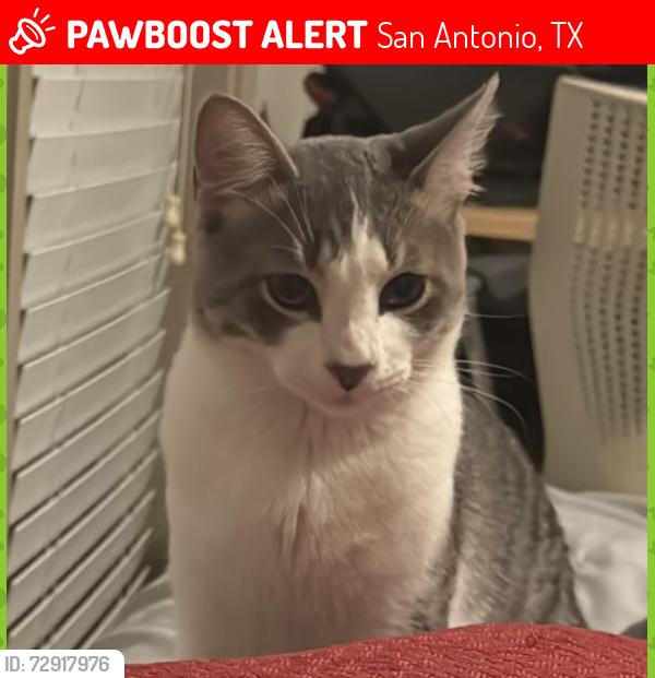 Lost Male Cat last seen Palomino bluff, San Antonio, TX 78245
