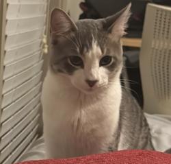Lost Male Cat last seen Palomino bluff, San Antonio, TX 78245