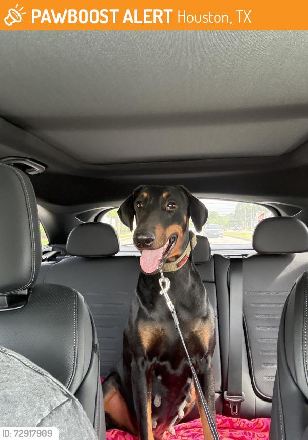 Found/Stray Female Dog last seen TC Jester and Tidwell, Houston, TX 77091